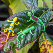 Rex Super Stretchy Gecko